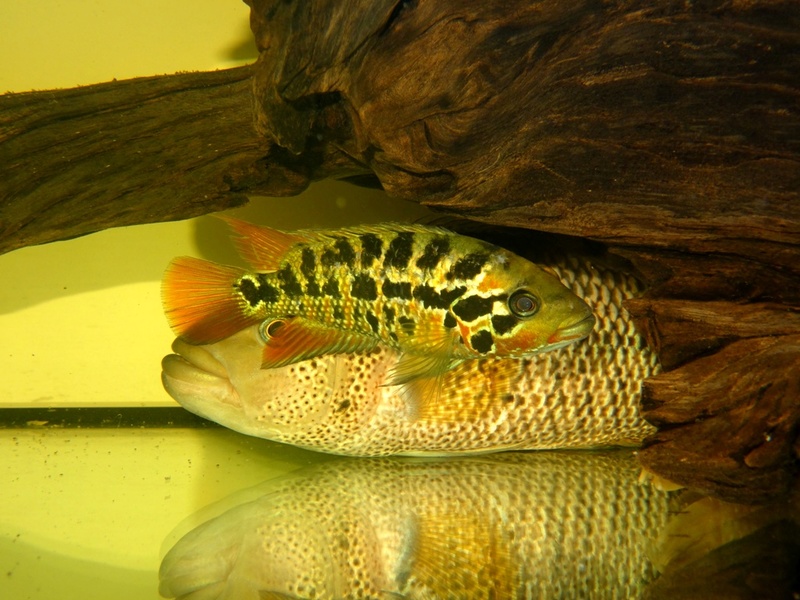 Parachromis motaguensis Rio Blanco Dsc08513
