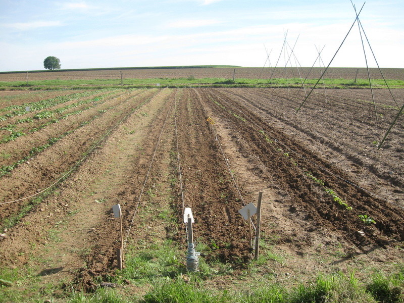 haricots en godets  Jointg21