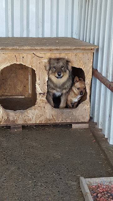 THUNDER !! + de 4 ans de box" - mâle croisé, de taille moyenne, né juin 2016 environ - REMEMBER ME LAND - Décédé  17467711