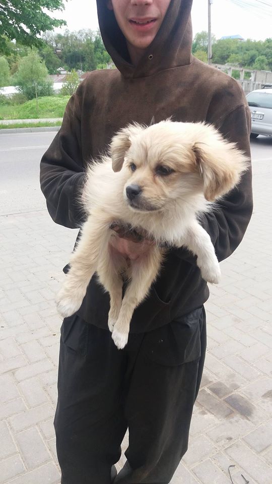 FIFY (ex SOFY) - chiot femelle petite taille adulte née en janvier 2017 -en FA chez LUMINITA - Adoptée par Astrid (Belgique) 18425810