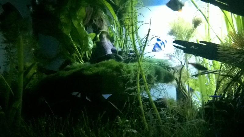 Quelques photos de mes aquariums Wp_20116