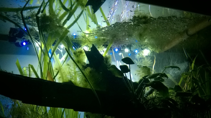 Quelques photos de mes aquariums Wp_20117