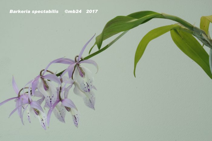 Barkeria spectabilis  Barker13