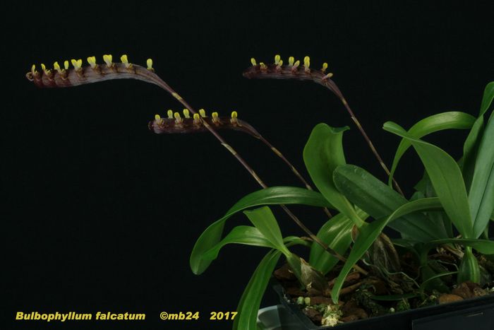Bulbophyllum falcatum Bulbop21