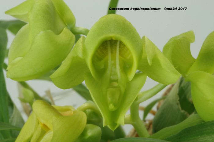 Catasetum hopkinsonianum Catase12