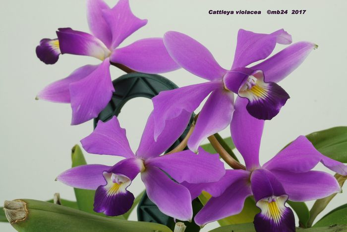 Cattleya violacea - Page 3 Cattle10