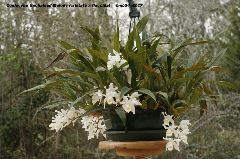 Coelogyne Unchained Melody (flaccida x cristata) Coelog16