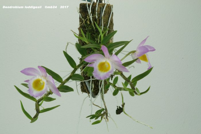 Dendrobium loddigesii Dendro10