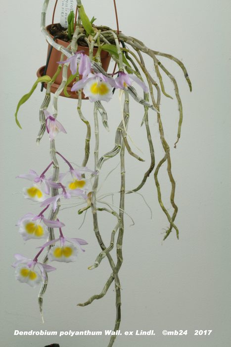 Dendrobium polyanthum Dendro13