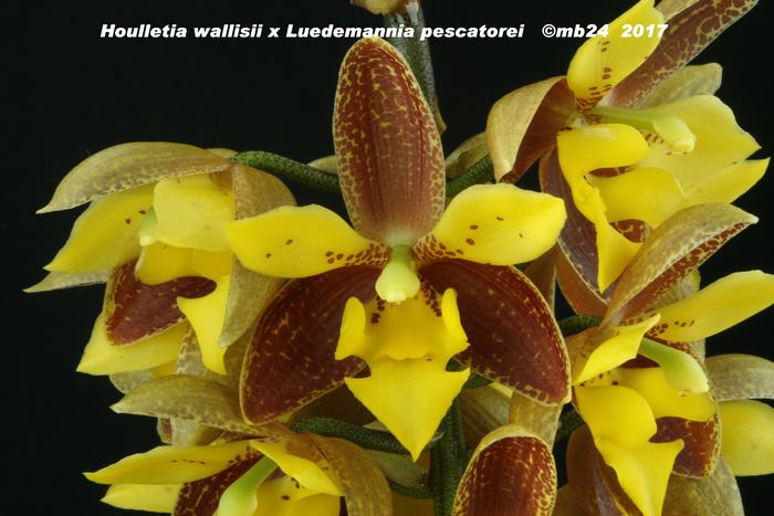 Houlletia wallisii x Luedemannia pescatorei  Houlle11