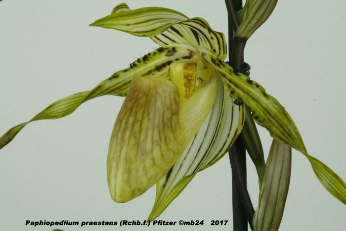 Paphiopedilum praestans Paphio14