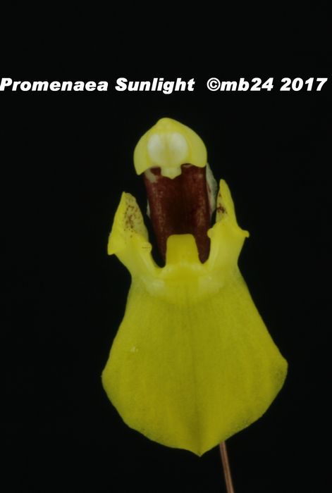 Promenaea xanthina Promen23