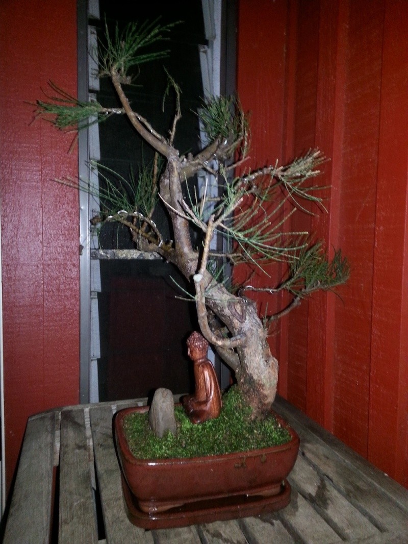 Common Hawaiian Ironwood, Australian Pine, Casuarina equisetifolia harvested from the wild (2/21/14) 20140214
