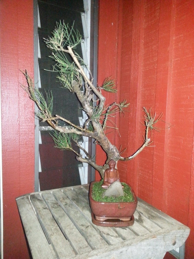 Common Hawaiian Ironwood, Australian Pine, Casuarina equisetifolia harvested from the wild (2/21/14) 20140215
