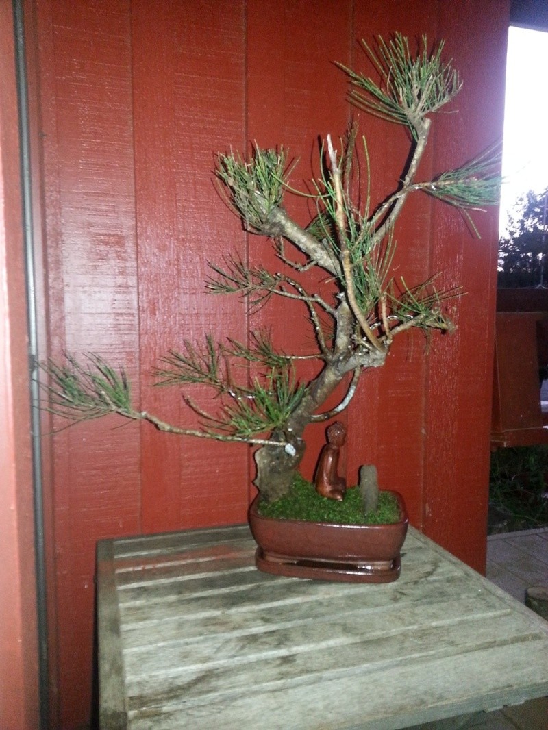 Common Hawaiian Ironwood, Australian Pine, Casuarina equisetifolia harvested from the wild (2/21/14) 20140216