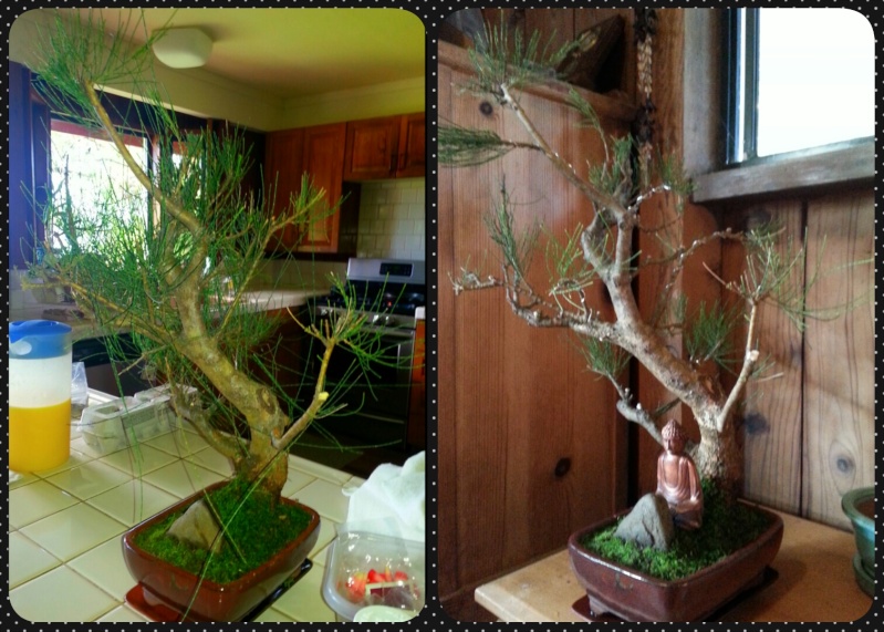 Common Hawaiian Ironwood, Australian Pine, Casuarina equisetifolia harvested from the wild (2/21/14) Photog11