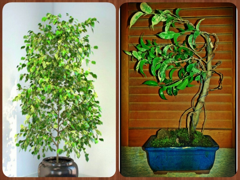 Salt and Pepper Ficus (ficus benjamina) suggestions Photog12