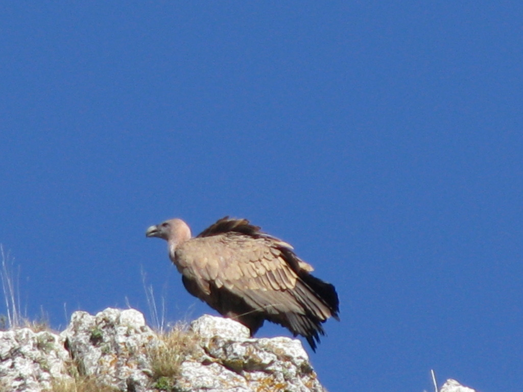 [Gyps fulvus] Quels vautours espagnols ? Img_0212