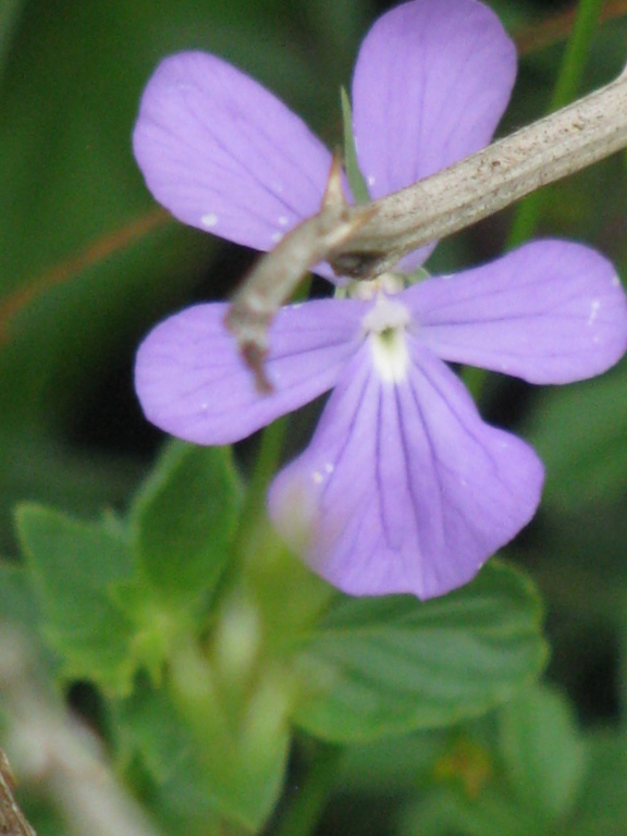 Violette à éperon pointu Img_9813