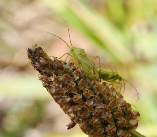 [Closterotomus norwegicus] Miridé, Adelphocoris ? Mirida10