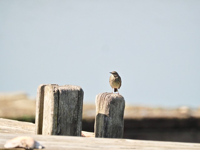 [Pipit maritime et Linotte mélodieuse] Pipit à bec fort ! Pipit_13