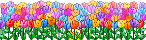 Bon Lundi Tulips14