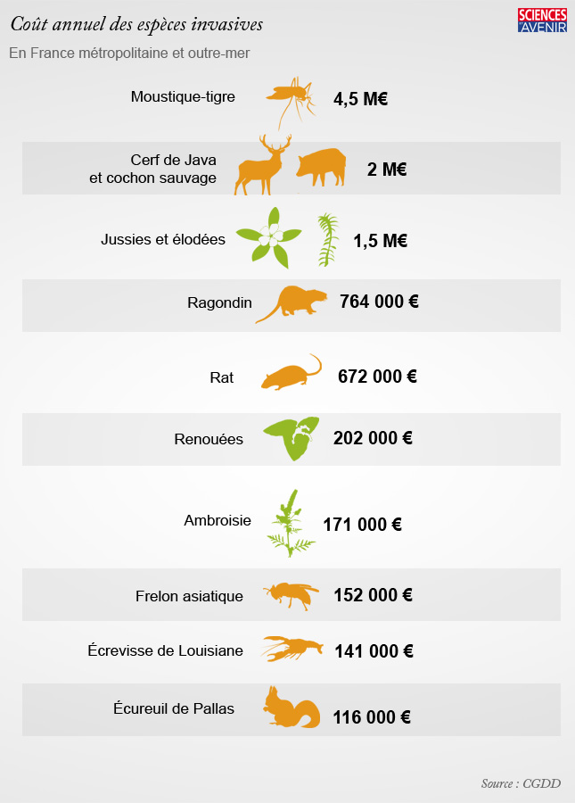 Espèces invasives : les coûts cachés Cout-e10