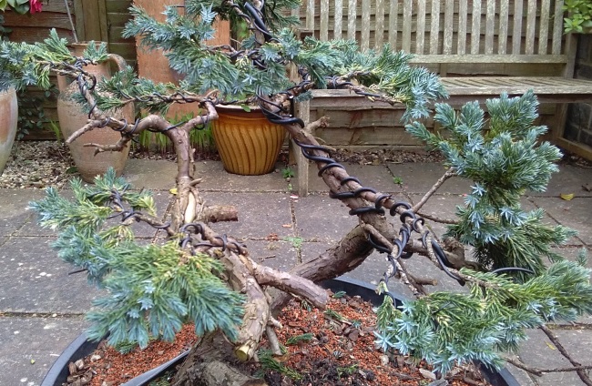 Juniper find April410