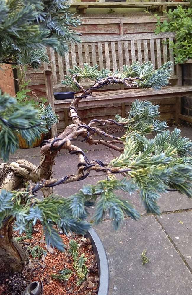Juniper find April411