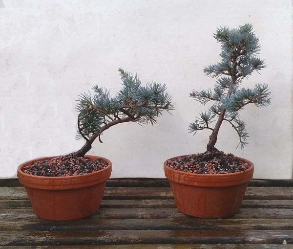 Blue Atlas Cedar (Cedrus atlantica 'glauca') Progression Cedar_10