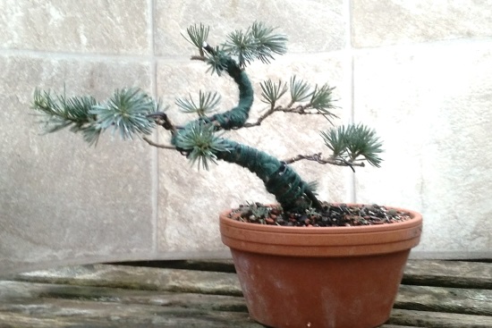 Blue Atlas Cedar (Cedrus atlantica 'glauca') Progression Img_2010