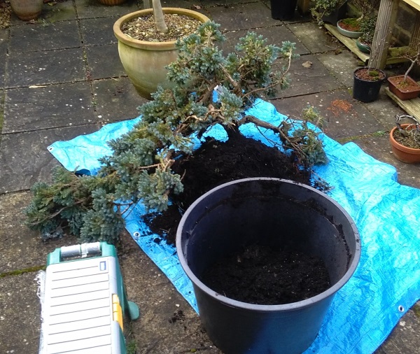 Juniper find Junipe11