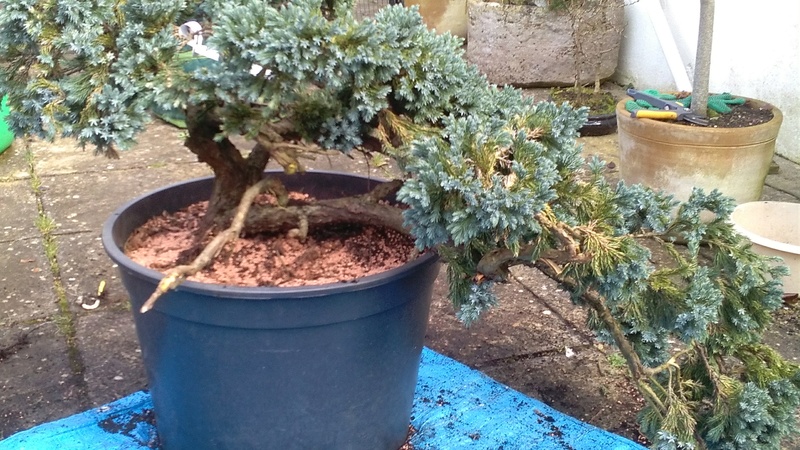Juniper find Junipe13