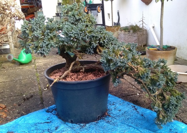 Juniper find Junipe14