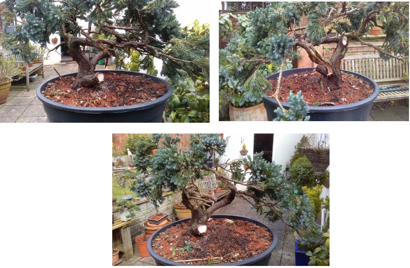 Juniper find Junipe15