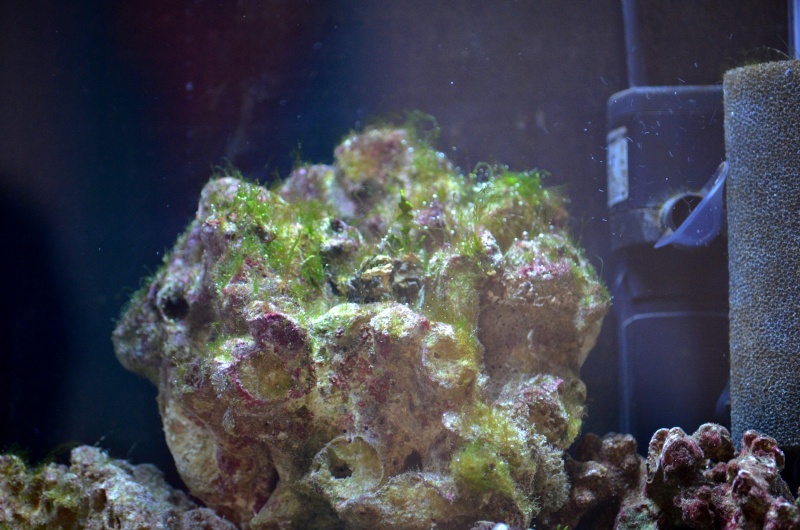 Nano reef Dennerle 30L - Page 2 210