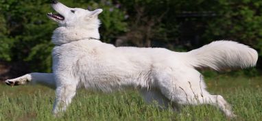 Melody|Berger Blanc Suisse Befunk11