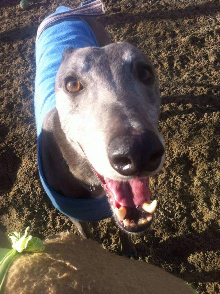 Ash - 5 year old Blue Greyhound 19028410