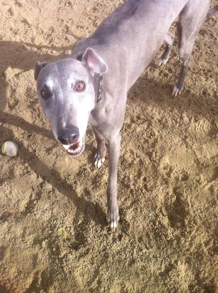 Ash - 5 year old Blue Greyhound 19596111