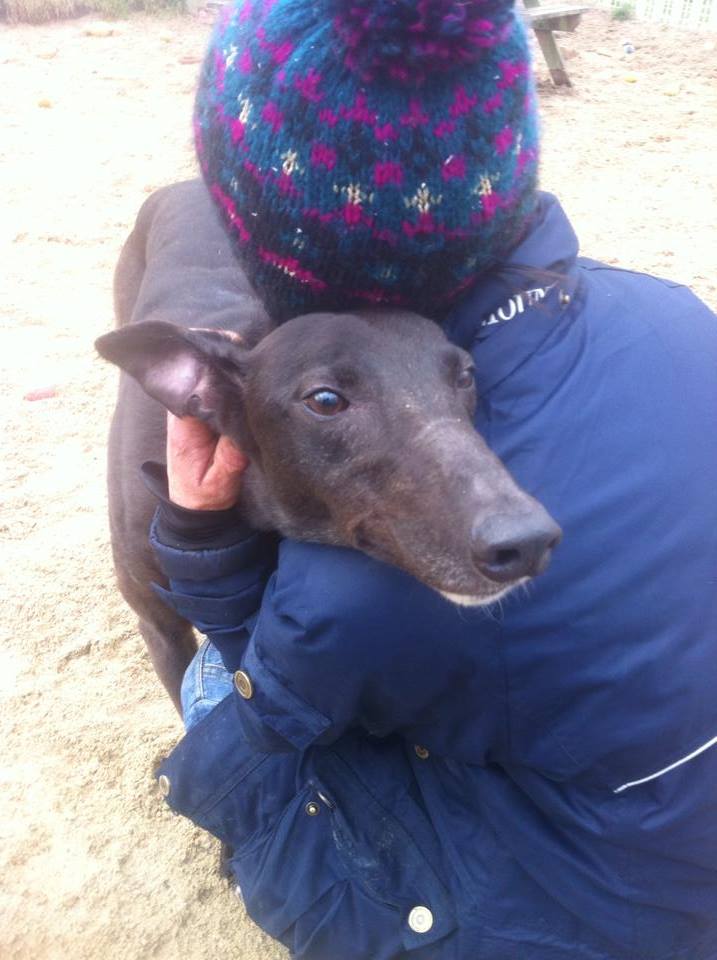 Max - 5 year old Black greyhound 19707210