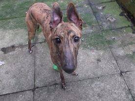 Mitzi - 20 month old Brown Brindle Greyhound Mitzy110