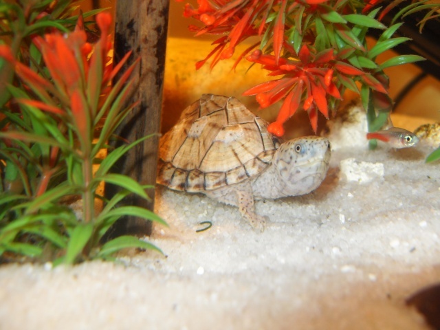 ma petite cloè (une tse?) Tortue18