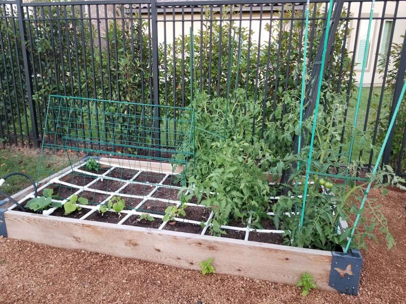 Texas Dream garden 2017 Garden19