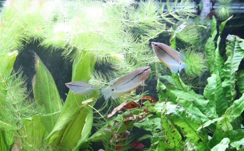 Mon Asia Img_1413