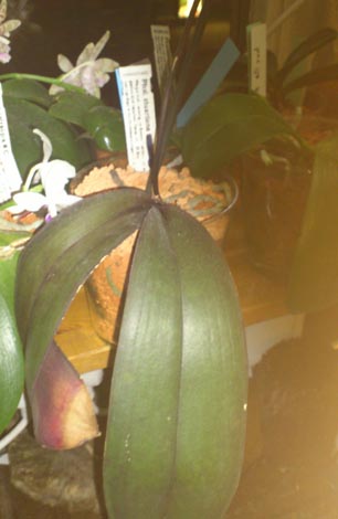 Phalaenopsis stuartiana Stuart12
