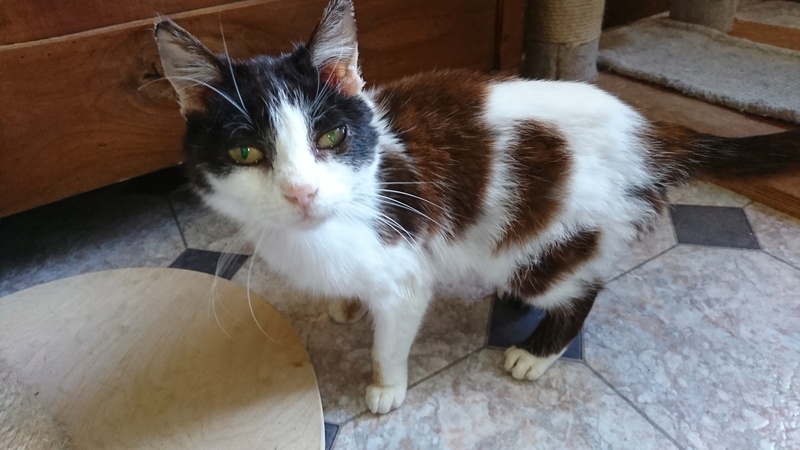 [SAUVETAGE] ALYS, européenne noire et blanche, 5 ans , F, FIV+ Dsc_3024