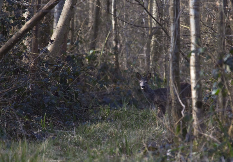 forêt de Nieppe hier Foryt_11