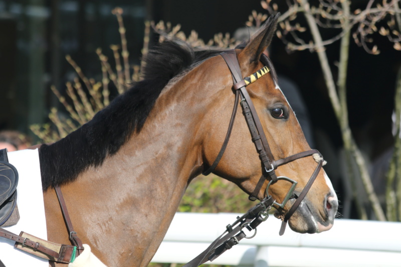 Photos Auteuil 12-03-2017 5j6a3511