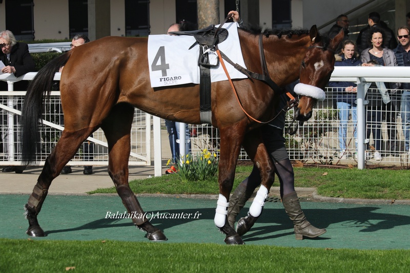 Photos Auteuil 12-03-2017 5j6a3515