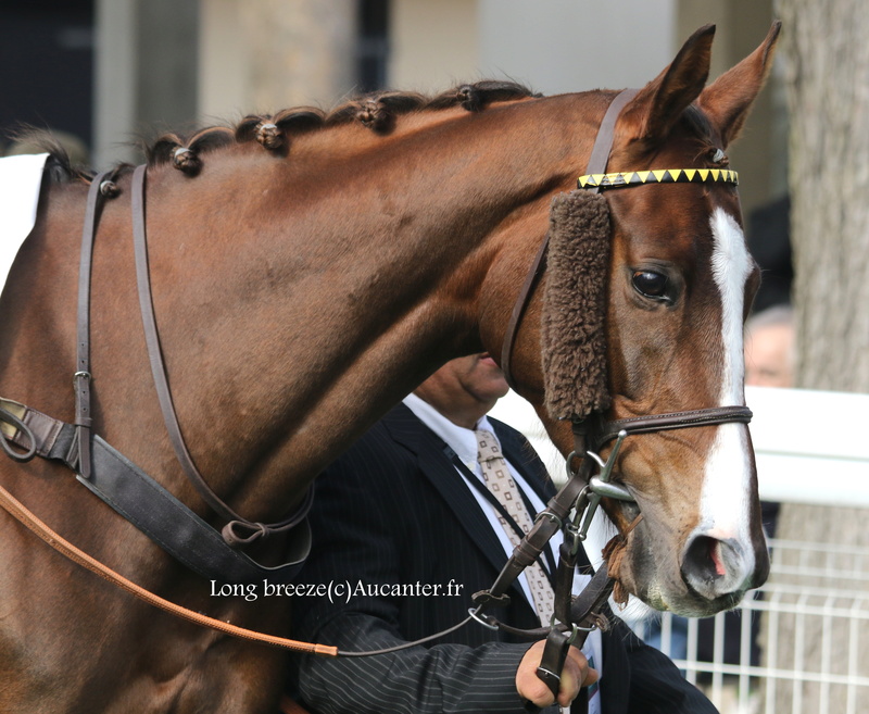 Photos Auteuil 12-03-2017 5j6a3710